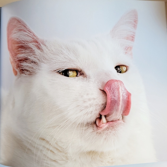 Shake Cats ● Lick Cats Book By Carli Davidson - Hardcover - Picture 9 of 12
